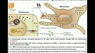 How do Melanocytes Make Melanin Melanogenesis Mechanism [upl. by Frederick]