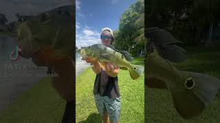 Little peacock bass action 🔥 fishing peacockbass florida freshwaterfishing [upl. by Guarino220]