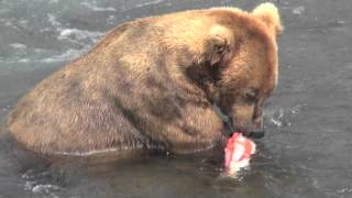 Alaska grizzly bear eating salmon [upl. by Atsirt981]