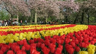 Keukenhof garden 2019 [upl. by Elie]