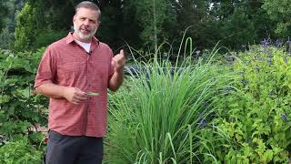 Lemon grass Cymbopogon citratus  Plant Identification [upl. by Arbmat905]