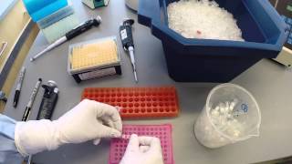 PCR Protocol  Part 2 [upl. by Bradski]