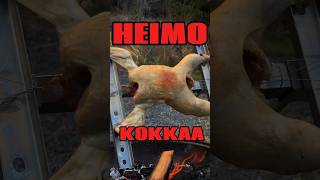 KOKONAINEN GRILLIKANA🍗🔥 food cooking heimokokkaa [upl. by Tiertza73]