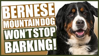 How To Stop Your BERNESE MOUNTAIN DOG Barking [upl. by Ehc865]