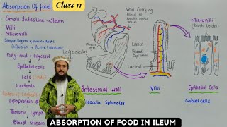 Absorption of food in ileum  human digestive system  class 11 [upl. by Nestor]