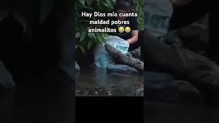 viralshort perros perritos nolosabandones adoptaunperro triste youtube video sucribete [upl. by Inaleon]