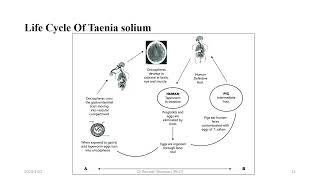 Taenia soliumPork tapeworm [upl. by Obelia]