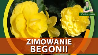 Zimowanie begonii  Z PLANTĄ W OGRODZIE [upl. by Kentiga270]