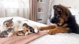 German Shepherd Puppy Meets Mom Cat with Newborn Kittens for the First Time [upl. by Euqinoj173]