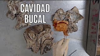 ANATOMÍA DE LA CAVIDAD BUCAL [upl. by Munt2]