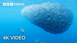 Explore an Oasis of Ocean Life  North Atlantic  4K UHD  BBC Earth [upl. by Rodmann]