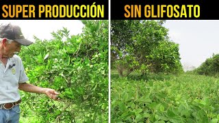 🍊Super Producción de Naranja SIN GLIFOSATO  Soya Forrajera para el Manejo de Arvenses [upl. by Carolin]