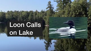 Loon Calls on Lake [upl. by Acim]