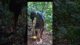 4 Centuries of Solo Camping  Enjoy life in Borneo Forest [upl. by Zamir]