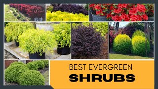 Best Evergreen Shrubs for Home Garden  Foundation Plants  Garden Shrubs  Shrubs for Landscaping [upl. by Hasin967]