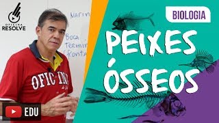 VERTEBRADOS PEIXES ÓSSEOS OU OSTEÍCTIES BIOLOGIA [upl. by Rowen]