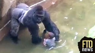 Gorilla Drags Child That Fell Into Enclosure at Cincinnati Zoo [upl. by Hassadah]