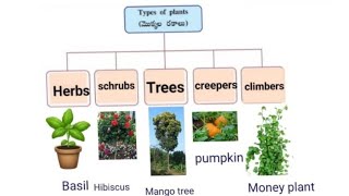 Herbs shrubs trees class 6th science [upl. by Aynom]