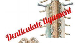 Ligamentum Denticulate [upl. by Eloise]