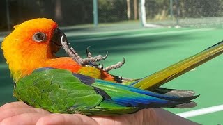 Jenday Conure Talking amp Sounds  Jenday Conure Dancing  Jandaya Parakeet Talking amp Sounds [upl. by Laersi]