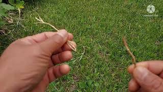 Bindweed  how to control and how to eat them [upl. by Yaral]