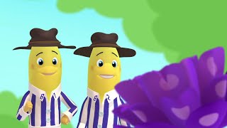 Locating The Rare Flower  Bananas in Pyjamas Season 1  Full Episodes  Bananas In Pyjamas [upl. by Alihs]