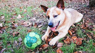 Exploring the Great Outdoors with an Australian Cattle Dog [upl. by Adhamh385]