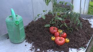 Tomaten richtig pflanzen und gießen  Tipps vom Fachmann [upl. by Kudva]