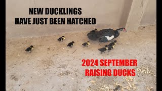 Our Muscovy Ducks are Hatching Chicks 2024 [upl. by Nayra]