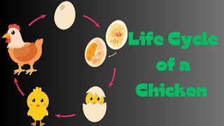 Life cycle of a chicken chicken science lifecycle [upl. by Pricilla]