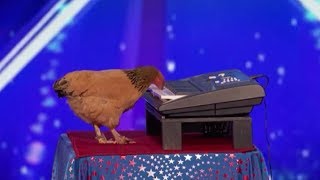 Jokgu The Chicken Plays The Piano SHOCKING [upl. by Roinuj]