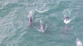 Dolphins  Mossel Bay Garden Route 🐬 [upl. by Leopoldine]