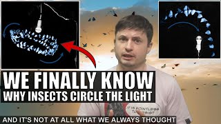 We Were Completely Wrong About Why Bugs Are Attracted To Lights [upl. by Romonda303]