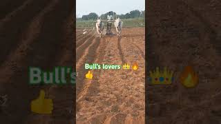 bullworking agriculture terendingvideo farming bullworker agriculturalsystem farmer [upl. by Valli]