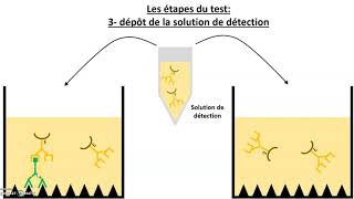 Le test immunologique ELISA [upl. by Ahsatan808]