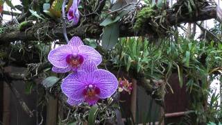 Orchideeën Hoeve Deel 1 1080p [upl. by Peggir]