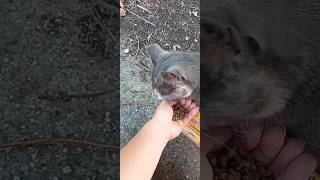 I wish I could help every street cat 🐾🐈 cat catshorts catlover cats straycat kitty kitten [upl. by Adallard]