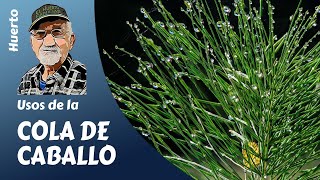 COLA DE CABALLLO HORSETAIL UN PODEROSO FUNGICIDA PARA NUESTROS HUERTOS [upl. by Allevon]