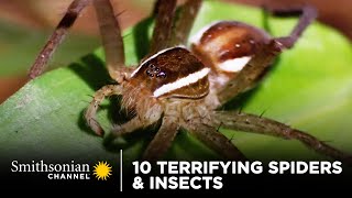 10 Terrifying Spiders amp Insects 🕷 Smithsonian Channel [upl. by Naloj]