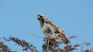 Roughlegged Hawk Roughlegged Buzzard Buteo lagopus [upl. by Elenore]