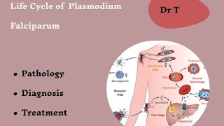 Life cycle of Plasmodium falciparum part 2 [upl. by Hsot]