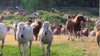 EATONS RANCH Wyoming  MORNING WRANGLE [upl. by Edgerton]