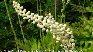 La Cimicifuga Racemosa  Propiedades y Beneficios  Planta Medicinal [upl. by Celesta278]