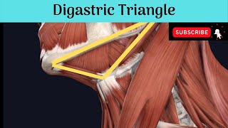 Anterior Triangle of the Neck  Digastric Triangle Anatomy mbbseducation bdsheadandneckanatomy [upl. by Nnomae936]