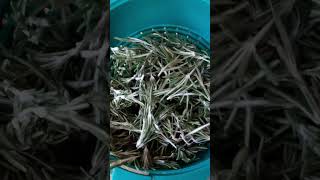 Rosemary for aroma shorts satisfying viral trendingvideo [upl. by Proctor]