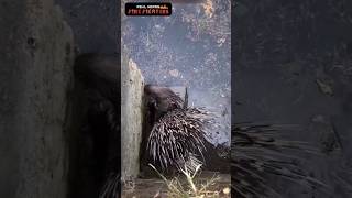 கிணற்றில் விழுந்த முள்ளம் பன்றி 🦔🦔🦔🦔 Rescue hedgehog 😱😱😱😱 [upl. by Macey735]