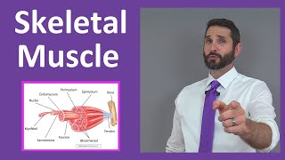 Skeletal Muscle Tissue Contraction Sarcomere Myofibril Anatomy Myology [upl. by Eugor]