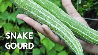 Growing Gourds Part 3 of 5  Snake Gourds [upl. by Ahswat]