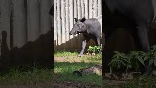 Tapirmama Indy amp Tochter Palita 😍 Tiergarten Nürnberg 82024 Tapir mother Indy amp daughter Palita [upl. by Nnaeinahpets]