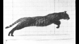 Eadweard Muybridge  Cat [upl. by Notnil]